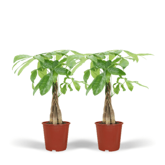 2 Geldbomen 50 cm - kamerplanten - 2x Pachira Aquatica - potmaat ø14