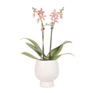 Vlinder Orchidee Spider , Kleur Oranje, Pot Scandic Wit , Bloeiende Kamerplant,  Phalaenopsis Orchideeën, Potmaat 09cm