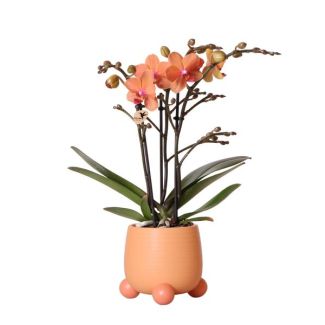 Vlinder Orchidee  Mineral Bolzano , Kleur Oranje,  Rolling Peach Pot, Bloeiende Kamerplant,  Phalaenopsis Orchideeën, Potmaat 09cm