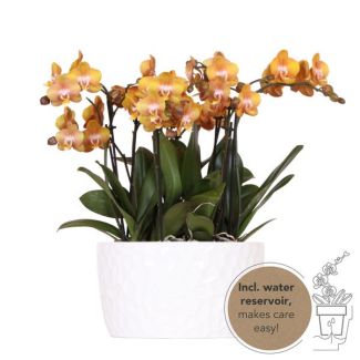 Witte Schaal opgemaakt met 3 Orchids Jewels, Kleur Oranje, Incl. Waterreservoir,