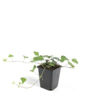 6x klimop (Hedera helix), natuurlijk gekweekte buitenplant