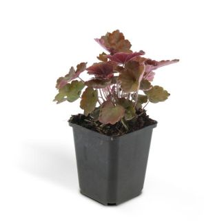 6x Purperklokje (Heuchera mic. 'Palace Purple') met mooie donkere rode bladeren - schaduwplant