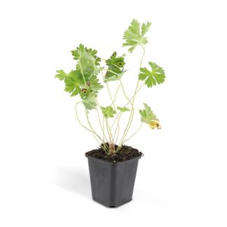 6 stuks lilakleurig Geranium Rozanne, Ooievaarsbek  - ↕25cm - Ø9cm