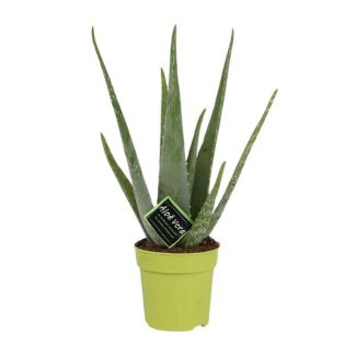 Aloe Vera,  Ø12cm - ↕45cm, Groene Plant,  Medicinale eigenschappen