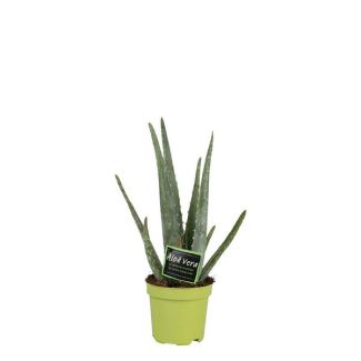 Aloe Vera,  Ø10.5m - ↕35cm, Groene Plant,  Medicinale eigenschappen