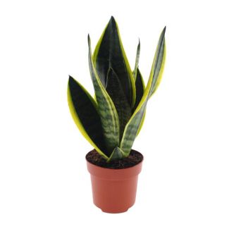 Schoonmoeders Tand, Vrouwentong, De Sansevieria Futura Superbra,,Tropisch, Ø12cm - ↕30cm