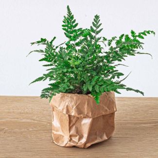 2 stuks Dubbelgeveerd adelaarsvaren - Athyrium spicatum - Terrarium plant - Potmaat 6