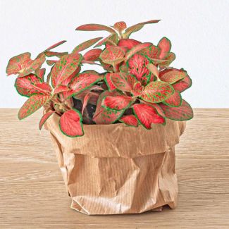 2 stuks Fittonia - rood,roze, oranje en Lime groen blad - Mozaïekplantje - Ø 8 (Terrarium plantje)