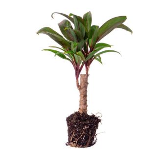 3 stuks Mini-palm Cordyline fruticosa 'Purple Compacta' Ø6 - compacte plant (Terrariumplant)