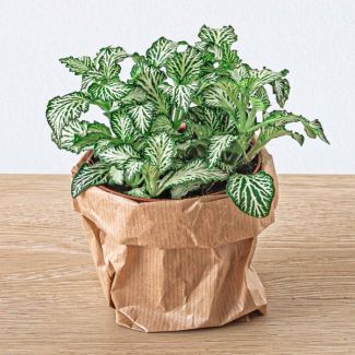 3 stuks Terrariumplant Fittonia Wit - White Tiger - Mozaïekplantje - witte nerven - Ø8