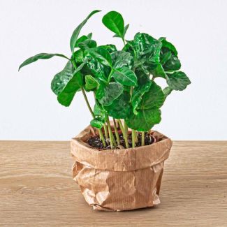 3 stuks Terrariumplant Coffea Arabica - Koffieplant - koffiebessen - Ø6