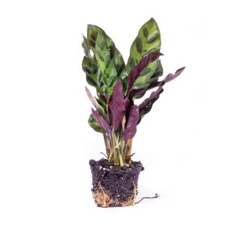3 stuks kleine Pauwenplantjes - Calathea Lancifolia - Terrarium - kamer plant - Potmaat 6, hoogte ongeveer 12 cm met pot