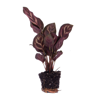 Set van 4 Pauwenplantjes - Calathea Makoyana - Perfect voor Terrarium of Kamer - Potmaat Ø 6 cm