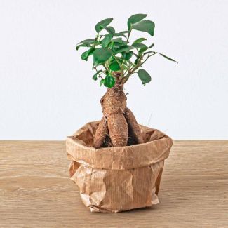 Set van 4 Kleine Ficus Ginseng Bonsai - Microcarpa - Potmaat Ø 6 cm