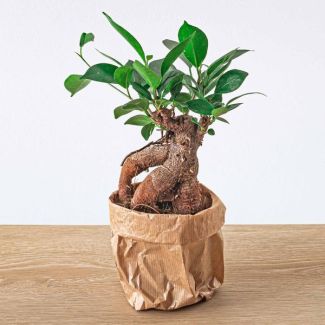 3 x Ginseng Vijgenboom Bonsai - Ficus Microcarpa Ginseng - Potmaat 8.5 cm - set van 3 stuks
