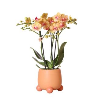 Mooie Vlinder Orchidee Jamaica, Kleur Oranje, KadoTip, Rolling Sierpot Kleur Perzik, potmaat Ø9cm ,bloeiende kamerplant