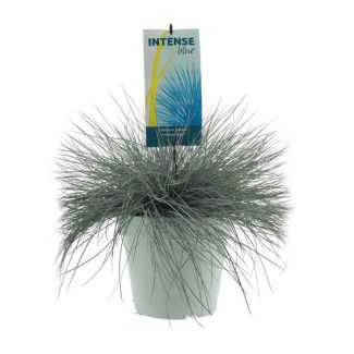Siergras, Blauw  Zwenkgras, Festuca Glauca Intense Blue - Ø23cm - ↕50cm