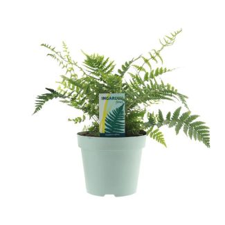 Japanse schildvaren  of Gouden Mannetjesvaren (Dryopteris Affinis Fedata) - Ø17cm - ↕40cm