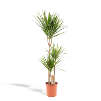 Drakenboom of Drakenbloedboom, luchtzuiverende kamerplant -  Ø21cm - ↕120cm - Dracaena Marginata