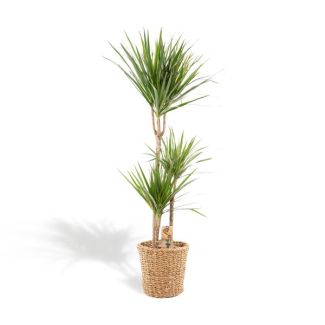 Drakenboom of Drakenbloedboom met rieten mand luchtzuiverende kamerplant -  ↨120cm - Ø21cm - Dracaena Marginata