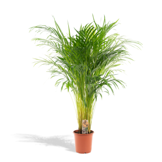 Goudpalm of vlinderpalm,  luchtzuiverende kamerplant, Areca palm - Ø21cm - ↕110cm
