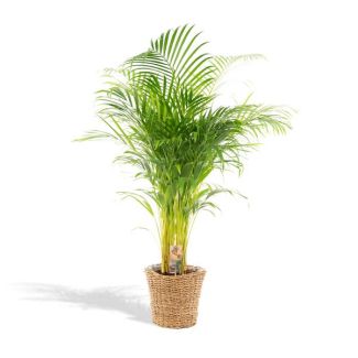 Vlinderpalm / Goudpalm kamerplant met rieten mand, Areca palm  -↨110cm -Ø21cm