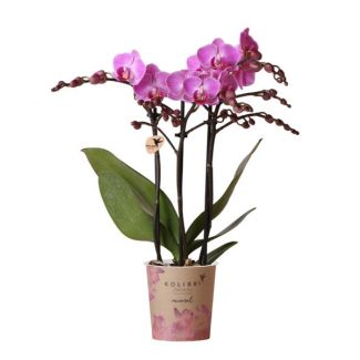 Mooie Vlinder Orchidee Mineral Viennna, Kleur Paars/Roze, KadoTip, potmaat Ø9cm ,bloeiende kamerplant