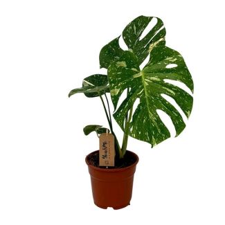 De Gatenplant, Groene Kamerplant, Tropisch, Monstera Deliciosa - Ø17cm - ↕50cm