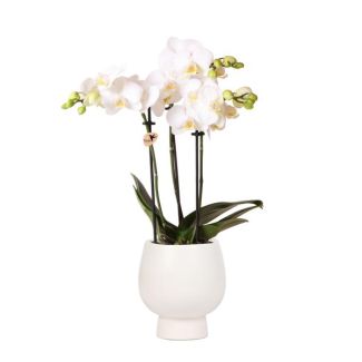 Mooie Vlinder Orchidee Amabilis, Kleur Wit, KadoTip, Scandic Sierpot Kleur Wit, potmaat Ø9cm ,bloeiende kamerplant