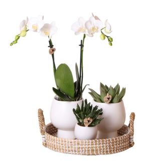 Kado Tip! Planten Set  Scandic white ,Sneeuwwitte Orchidee  Ø9cm, Groene Succulent Ø6cm,Keramieken Potten, Dienblad