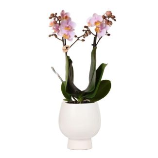 Mooie Vlinder Orchidee Andorra, Kleur Roze, KadoTip, Scandic Sierpot Kleur Wit,  Potmaat Ø9cm ,bloeiende kamerplant