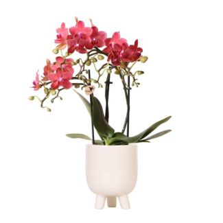 Vlinder Orchidee  Congo, Kleur Rood, Gummy Pot Travertine, Bloeiende Kamerplant,  Phalaenopsis Orchideeën, Potmaat 09cm