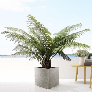 Zachte Boomvaren, 160 cm hoge buitenplant (Dicksonia Antarctica)