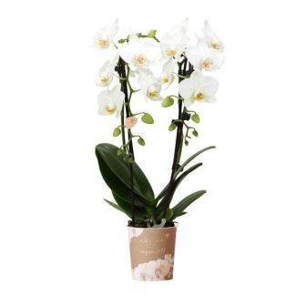 Mooie Vlinder Orchidee Niagara Fall, Kleur Wit, KadoTip, potmaat Ø9cm ,bloeiende kamerplant