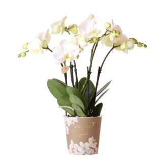 Mooie Vlinder Orchidee Jewel Ghent, Kleur Wit, KadoTip, potmaat Ø12cm ,bloeiende kamerplant