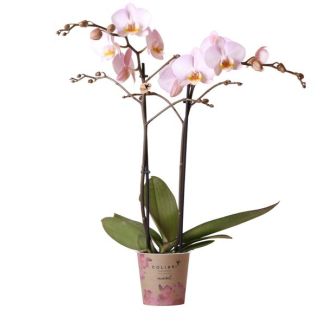 Mooie Vlinder Orchidee Mineral Kikion, Kleur Roze, KadoTip, potmaat Ø12cm ,bloeiende kamerplant