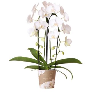 Mooie Vlinder Orchidee Niagara Fall, Kleur Wit, KadoTip, potmaat Ø12cm ,bloeiende kamerplant