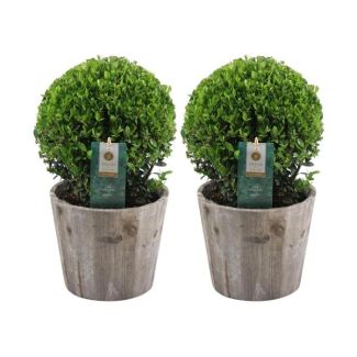 2x Japanse Hulst (glad glanzend blad), Mooie Groene bol in houten pot | set van 2 stuks, , Ilex crenata  Jenny | 20 cm Ø diameter 30cm Hoog