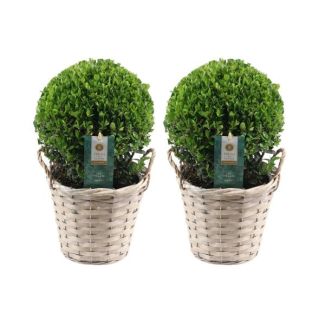 2x Japanse Hulst (glad glanzend blad), Mooie Groene bol in rietenmand | set van 2 stuks, , Ilex crenata  Jenny | 20 cm Ø diameter 30cm Hoog