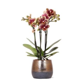 Vlinder Orchidee  Spain , Kleur Geel/Rood, Elite Pot Koper , Bloeiende Kamerplant,  Phalaenopsis Orchideeën, Potmaat 09cm