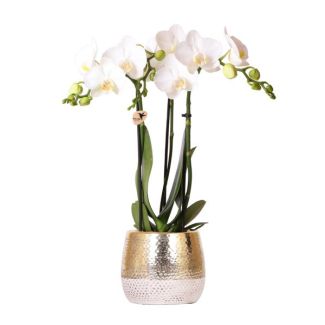 Vlinder Orchidee  Amabilis , Kleur Wit, Elite Pot Gold , Bloeiende Kamerplant,  Phalaenopsis Orchideeën, Potmaat 09cm