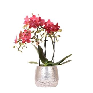 Vlinder Orchidee  Congo , Kleur Rood, Elite Pot Silver , Bloeiende Kamerplant,  Phalaenopsis Orchideeën, Potmaat 09cm