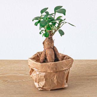 terrarium Starter- en Navulkit met Ficus Ginseng bonsai ,Bolmossen, Hydrokorrels , potgrond