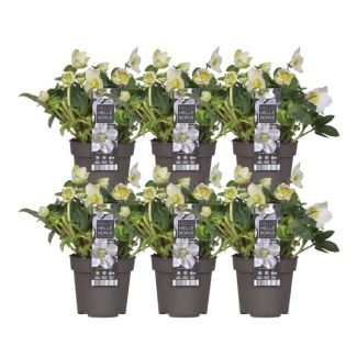 6x kerstroos Helleborus niger 'Christmas Carol', kerstplant | 12 cm Ø | 20 cm ↕