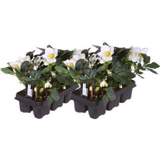 12x kerstroos Helleborus niger 'Christmas Carol', kerstplant | 7 cm Ø | 20 cm ↕