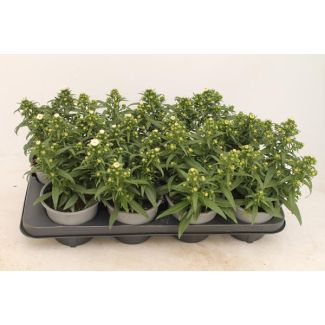 6 stuks Aster Wit - Ø13cm - ↕30cm voor binnen en buiten