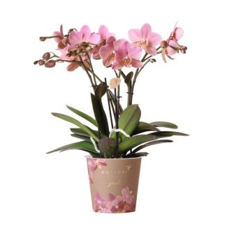 Mooie Vlinder Orchidee Jewel Treviso, Kleur Oud Roze, KadoTip, potmaat Ø12cm ,bloeiende kamerplant