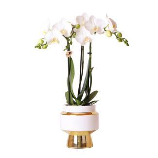 Mooie Vlinder Orchidee Amabilis, Kleur Wit, KadoTip, Le Chic Sierpot Kleur Goud, Potmaat Ø9cm ,bloeiende kamerplant