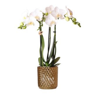 Mooie Vlinder Orchidee Amabilis, Kleur Wit, KadoTip, Diamond Sierpot Kleur Goud, Potmaat Ø9cm ,bloeiende kamerplant