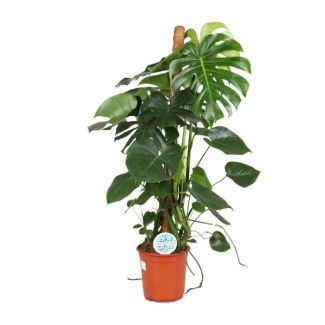 De Gatenplant, Groene Kamerplant, Tropisch, Monstera Deliciosa - Ø24cm - ↕105cm